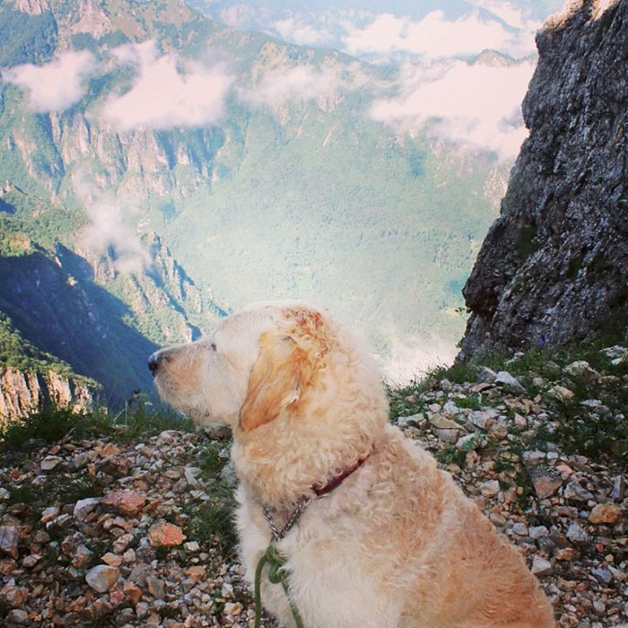 girl-restores-van-travels-with-dog-marina-piro-14 girl-restores-van-travels-with-dog-marina-piro-14