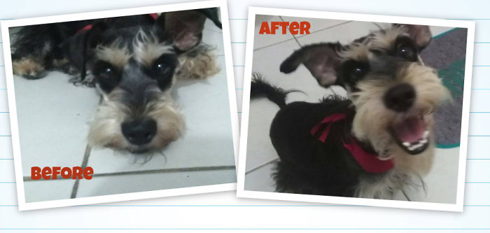 Tobisuke, Good Boy!!