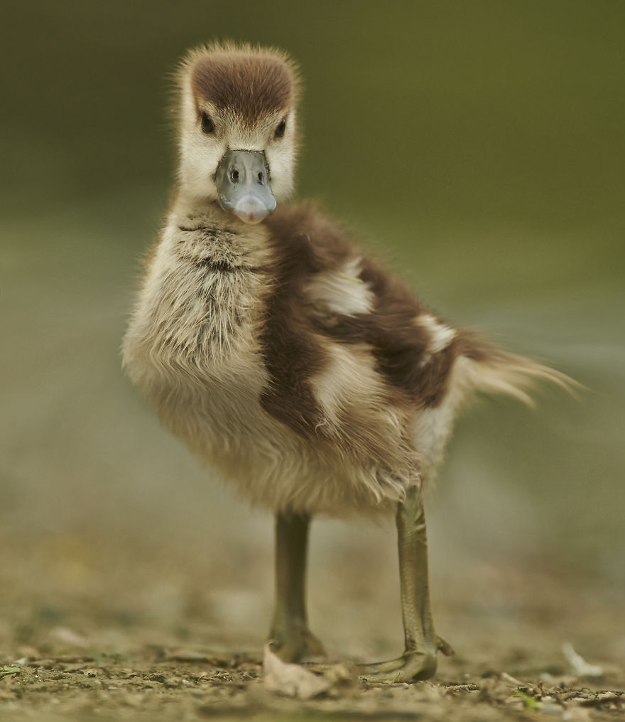 I Changed The Shapes Of Animals Into Cubes (20+ Pics)