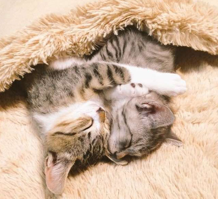 Estos gatitos descubrieron un calientapiés y es lo más adorable