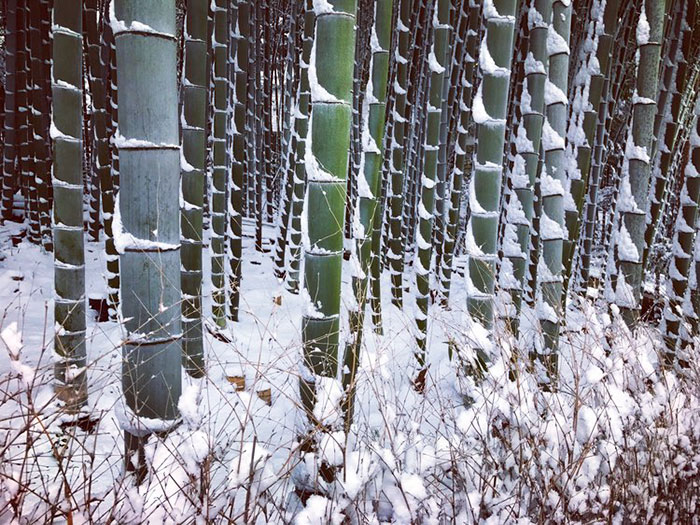 Heavy Snowfall In Kyoto