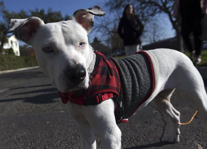 homeless-man-cancer-dog-baby-13