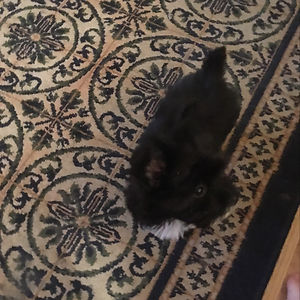 goldenpanda88117 avatar