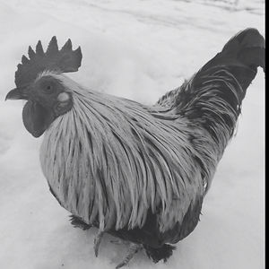 sashaimiyaalfonso avatar