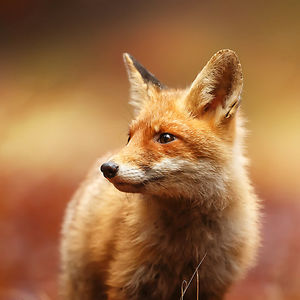 forootanbaran avatar