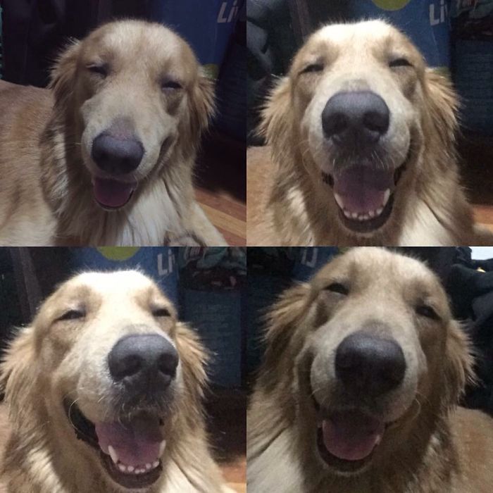 Smiling Dog
