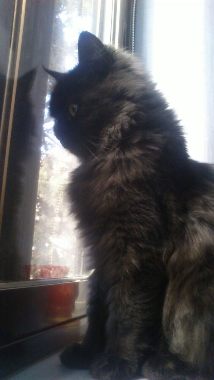 My Fabulous Cat .. 2 Photo