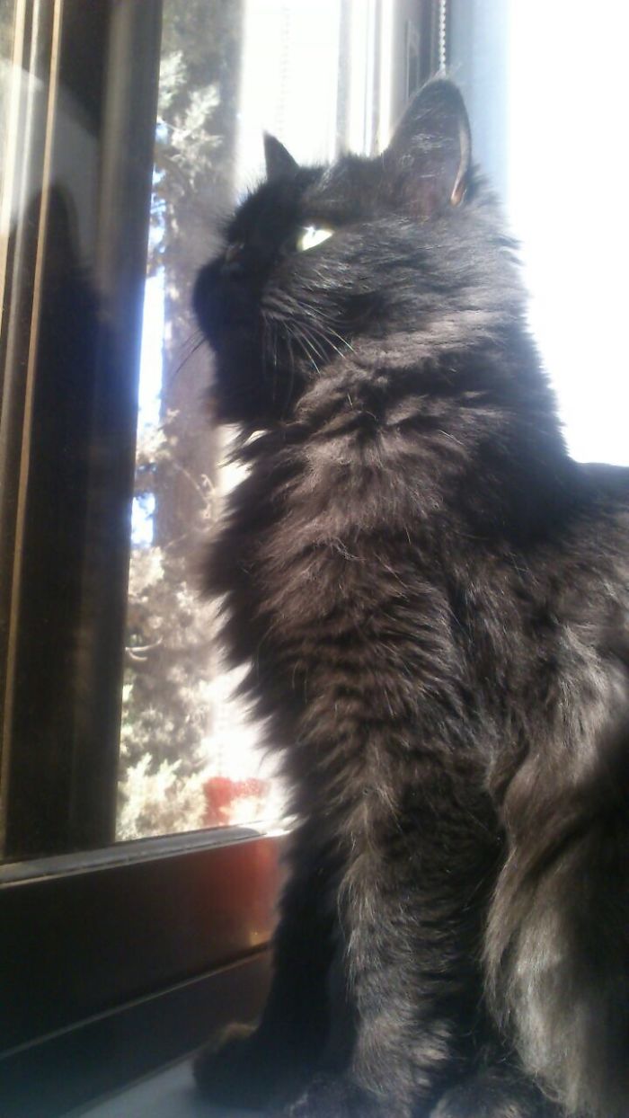 My Fabulous Cat .. 2 Photo