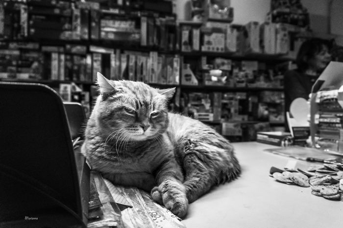 Leo At The Stationary