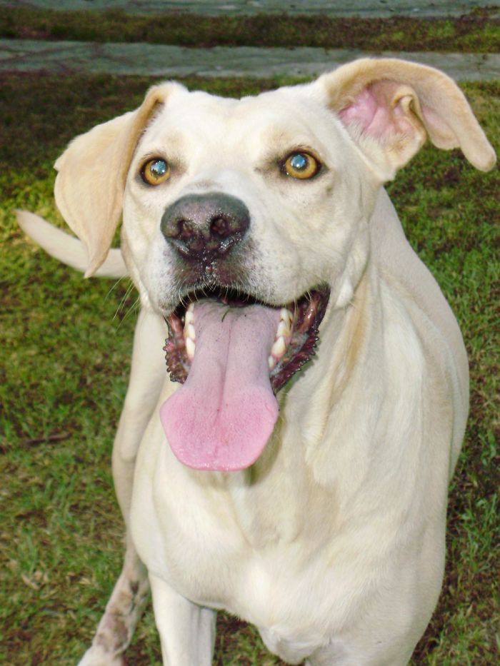 Happy dog in grass with tongue out, inspiring dog tattoo ideas.