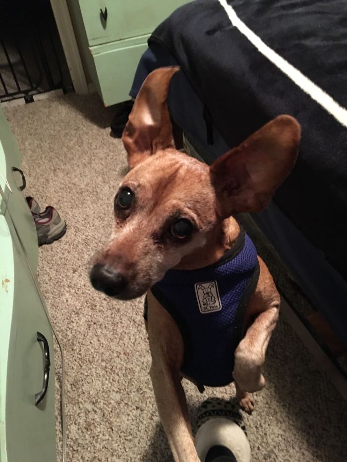Brown dog wearing a blue harness standing on carpet, looking up curiously.