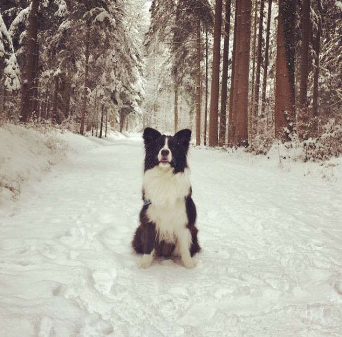 5 Most Cutest And Hilarious Looking Animals: