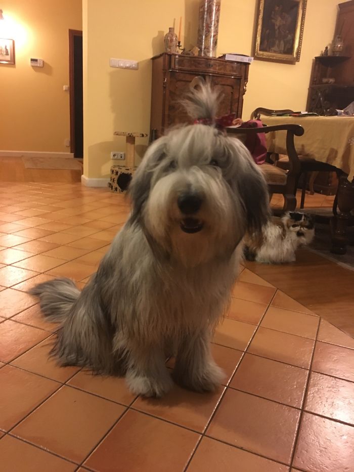 5 Most Cutest And Hilarious Looking Animals: