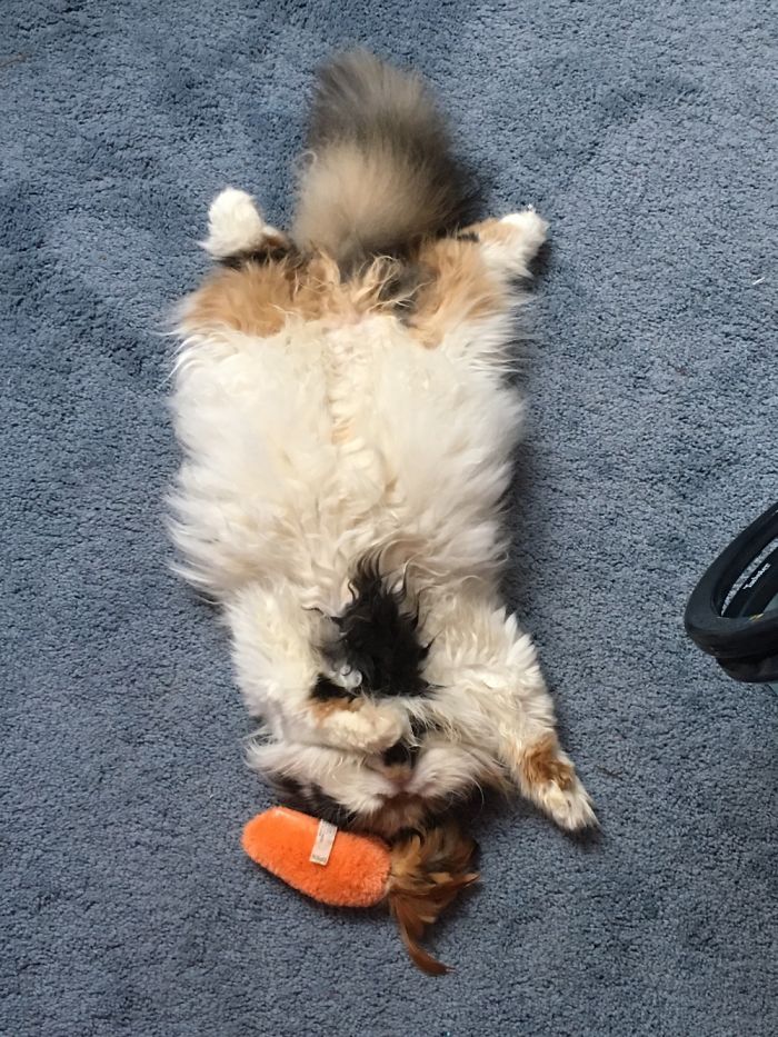 5 Most Cutest And Hilarious Looking Animals: 5 Most Cutest And Hilarious Looking Animals: