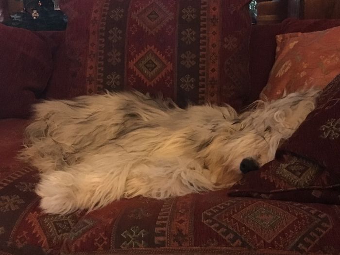 5 Most Cutest And Hilarious Looking Animals: