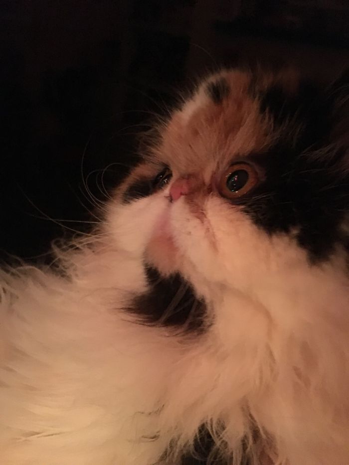 5 Most Cutest And Hilarious Looking Animals: 5 Most Cutest And Hilarious Looking Animals: