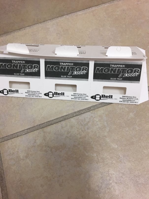 Mouse Traps In A Clinic Bathroom