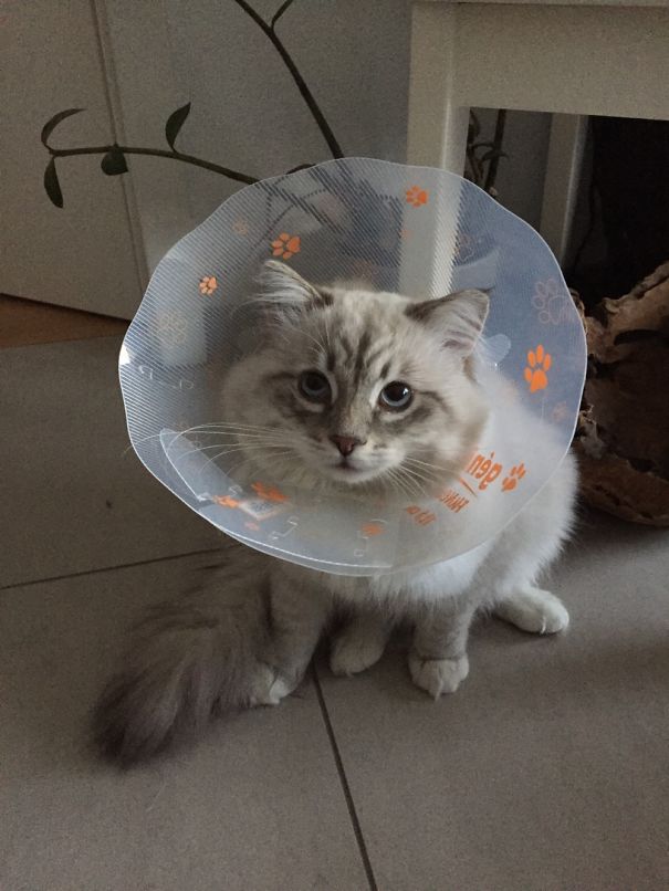 Fluffy cat wearing a protective cone, sitting on the floor with a calm expression among angry animals concept.