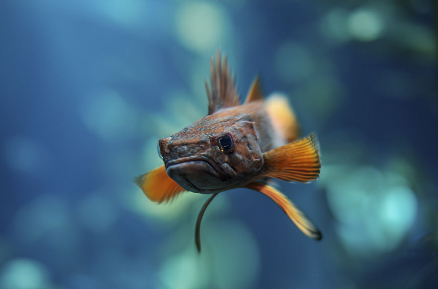 I Changed The Shapes Of Animals Into Cubes (20+ Pics)