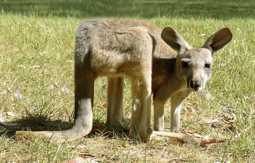 I Changed The Shapes Of Animals Into Cubes (20+ Pics)