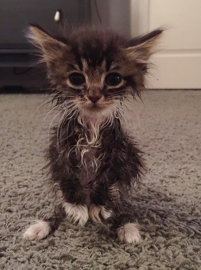 kitty-born-without-elbows-roo-russ-14