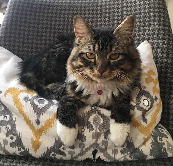 kitty-born-without-elbows-roo-russ-6