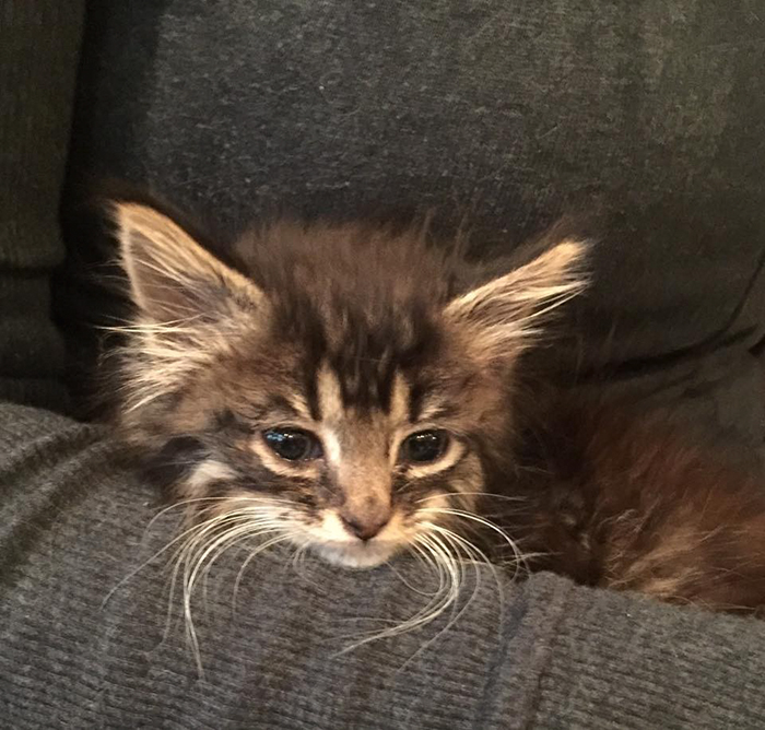 kitty-born-without-elbows-roo-russ-8