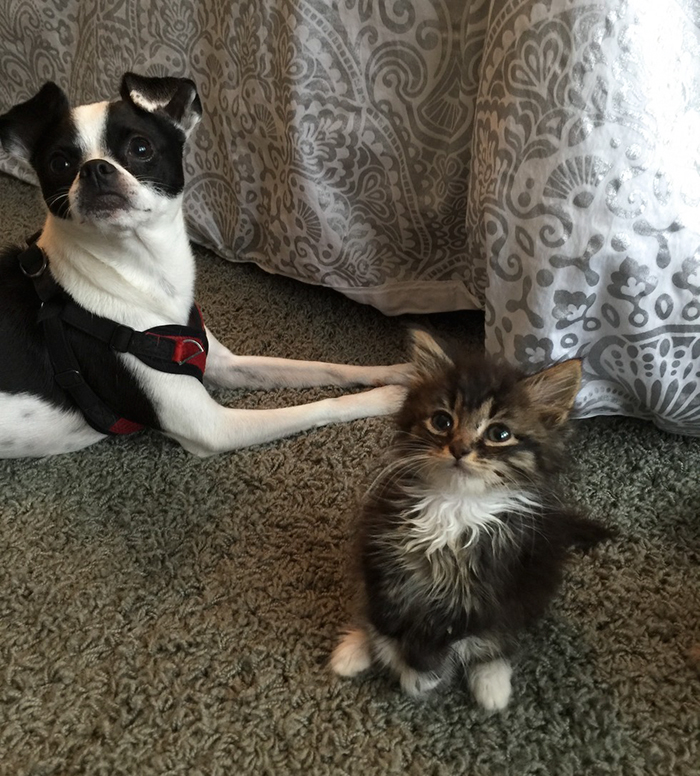 kitty-born-without-elbows-roo-russ-9