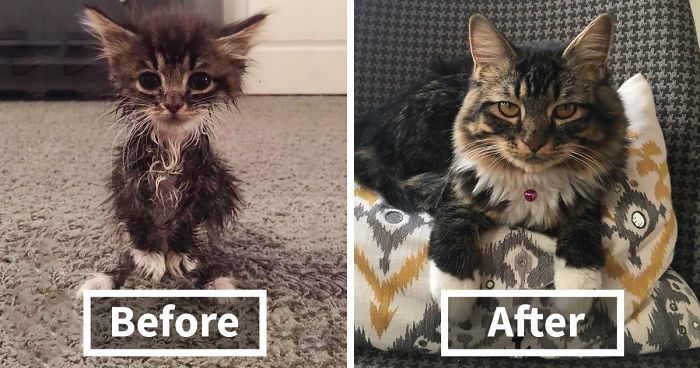 “Kangaroo” Kitten Born Without Elbow Joints Was The Smallest And Weakest Of The Litter, Look At Her Now