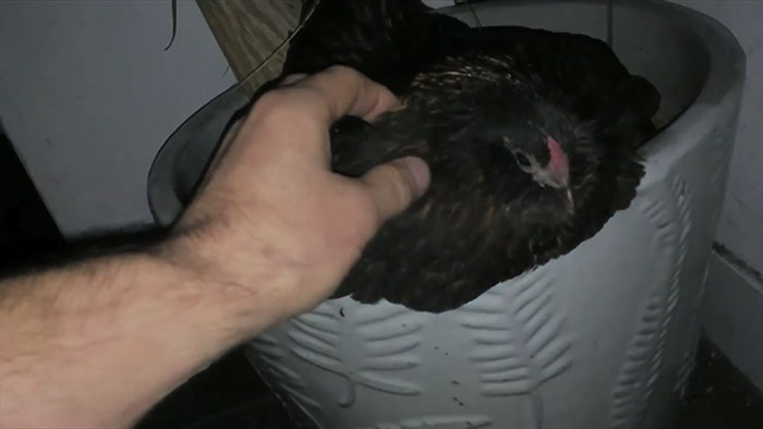 lost-chicken-found-pan-kippiekip-10