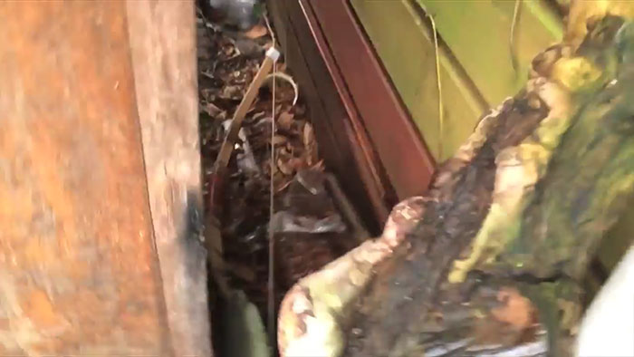 lost-chicken-found-pan-kippiekip-14