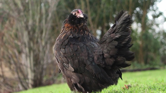 lost-chicken-found-pan-kippiekip-2 lost-chicken-found-pan-kippiekip-2