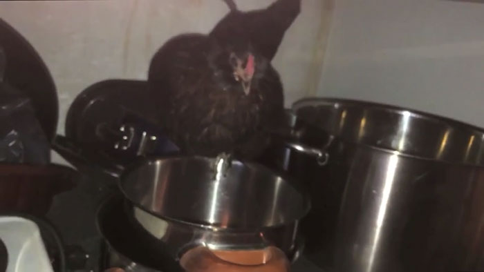 lost-chicken-found-pan-kippiekip-21 lost-chicken-found-pan-kippiekip-21