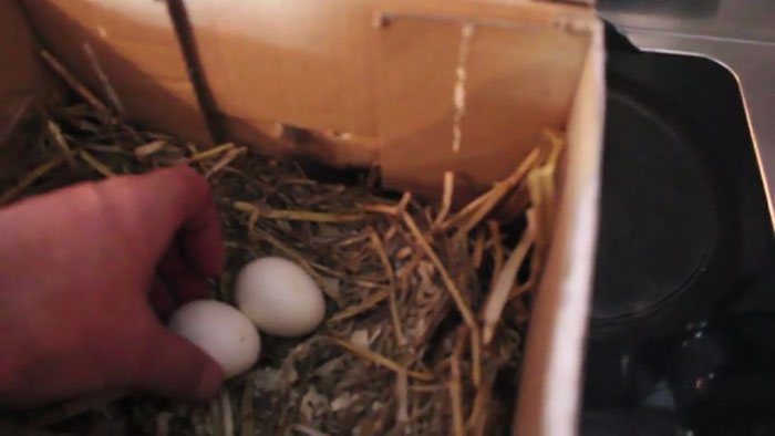 lost-chicken-found-pan-kippiekip-25