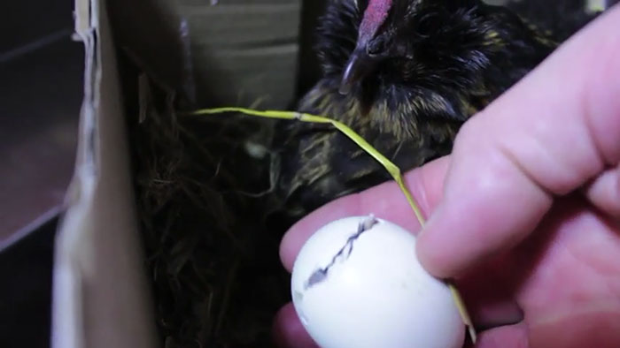 lost-chicken-found-pan-kippiekip-28