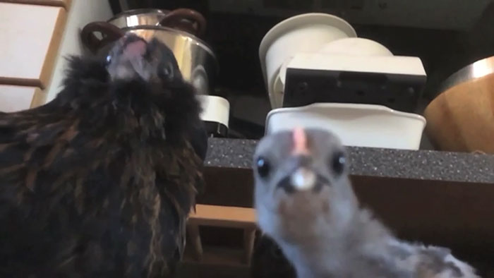 lost-chicken-found-pan-kippiekip-34