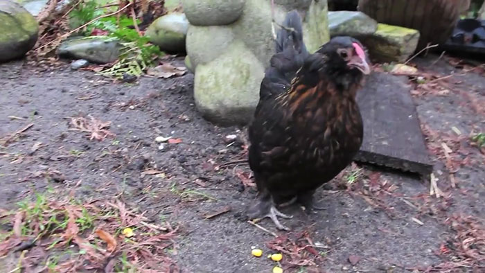 lost-chicken-found-pan-kippiekip-6