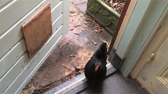 lost-chicken-found-pan-kippiekip-8 lost-chicken-found-pan-kippiekip-8