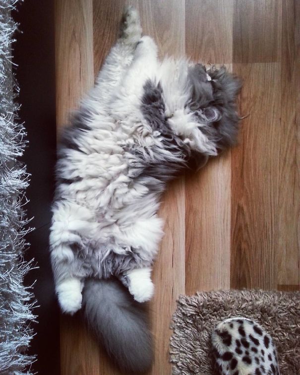 Is This A Cat Or A Sheep?