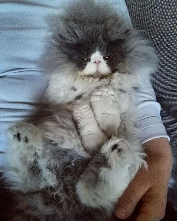 Is This A Cat Or A Sheep?