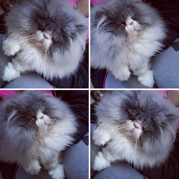 Is This A Cat Or A Sheep?