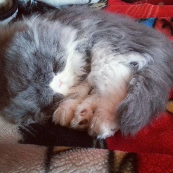 Is This A Cat Or A Sheep?