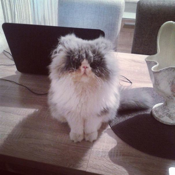 Is This A Cat Or A Sheep?