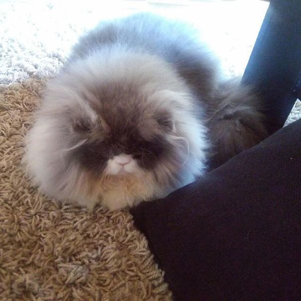 Is This A Cat Or A Sheep?