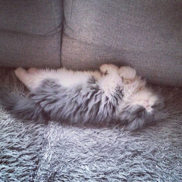 Is This A Cat Or A Sheep?