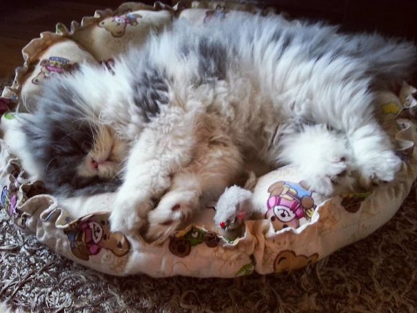 Is This A Cat Or A Sheep?