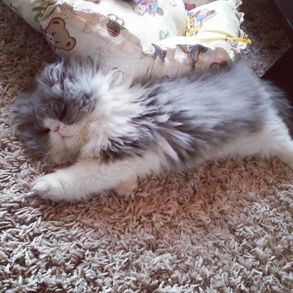 Is This A Cat Or A Sheep?