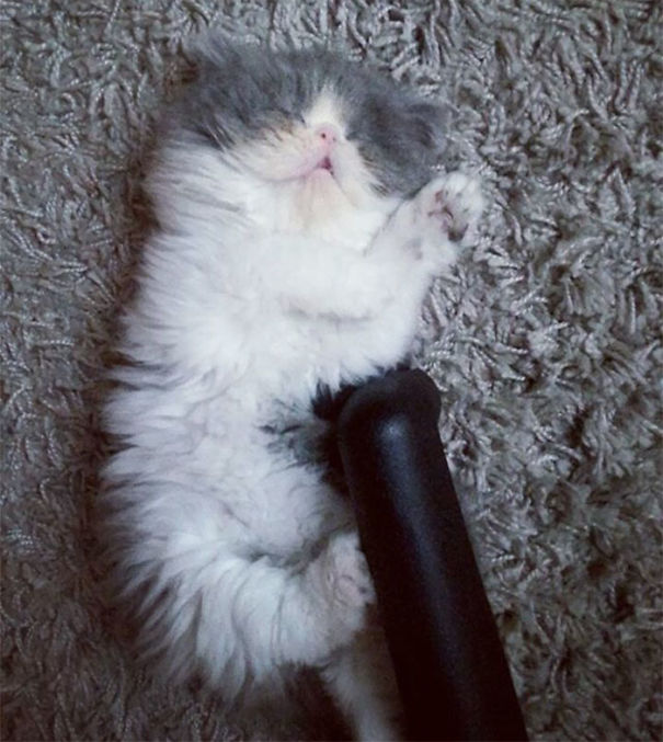 Is This A Cat Or A Sheep?