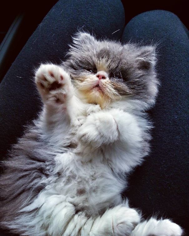 Is This A Cat Or A Sheep?