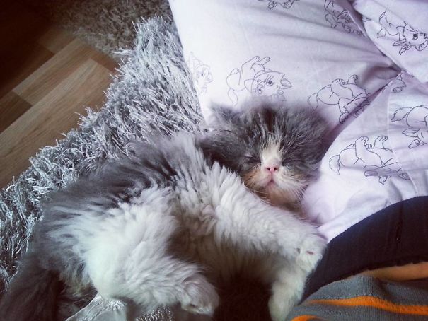 Is This A Cat Or A Sheep?